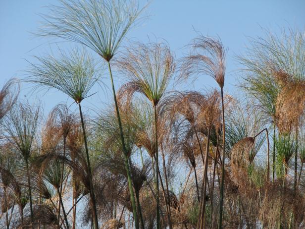 Verschiedene Papyrusstauden vor einem hellblauen Himmel.