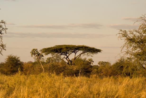Eine afrikanische Savanne mit einem Schirmbaum im goldenen Abendlicht.
