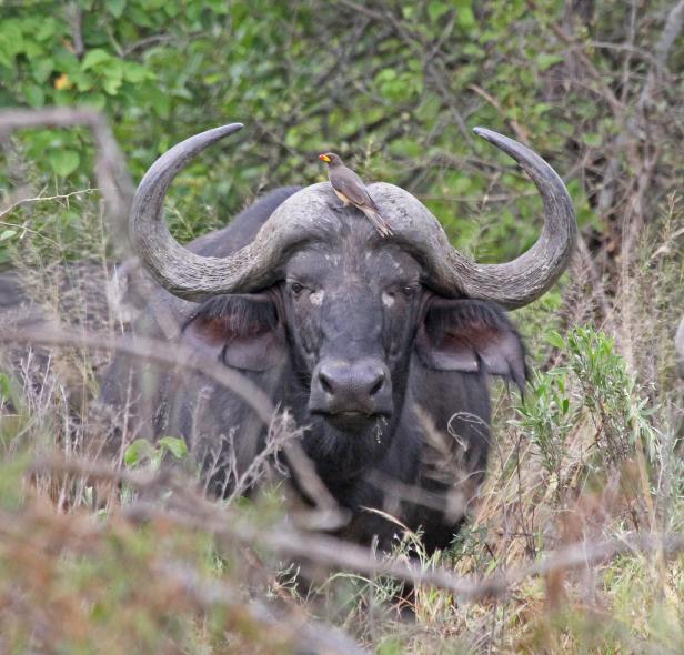 Ein Vogel sitzt auf dem Kopf eines Kaffernbüffels.
