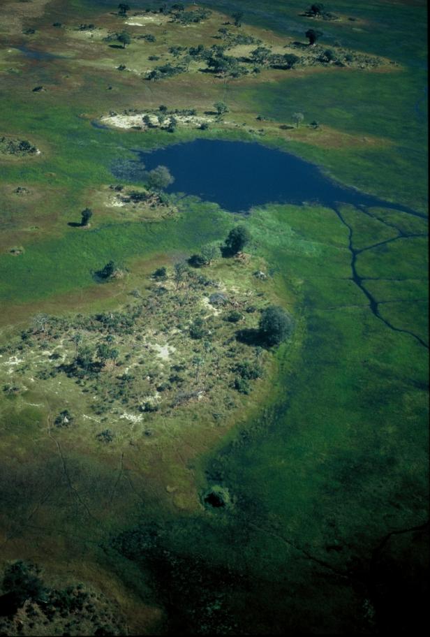 Luftaufnahme einer grünen Sumpflandschaft mit kleinen Wasserläufen und Baumgruppen.
