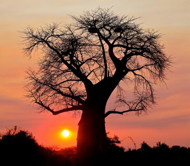Ein Baobab-Baum steht im Gegenlicht der untergehenden Sonne.