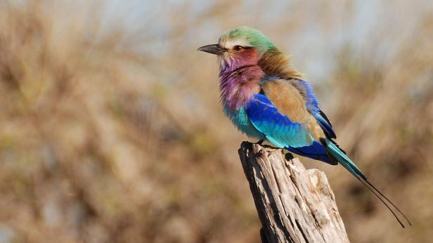 Ein farbenprächtiger Gabelracke sitzt auf einem Baumstumpf.