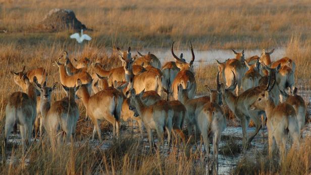Eine Herde von Antilopen steht in einem Grasfeld mit einem Reiher im Hintergrund.
