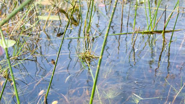 Gräser und Wasserpflanzen ragen aus dem ruhigen Wasser eines Sees.