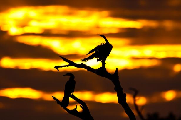 Zwei Kormorane sitzen auf Ästen vor einem gelb-orangenen Himmel.