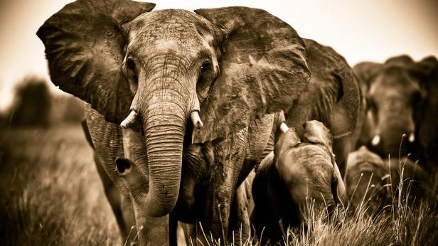 Eine Elefantenherde steht im hohen Gras, ein Jungtier säugt bei seiner Mutter.
