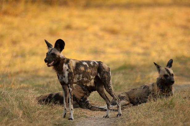 Drei Afrikanische Wildhunde ruhen in einem Feld.