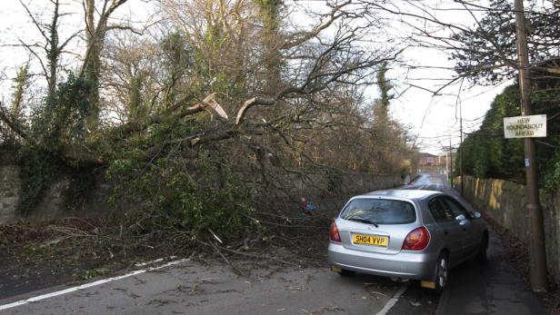Ein umgestürzter Baum blockiert eine Straße, ein Auto steht am Straßenrand.