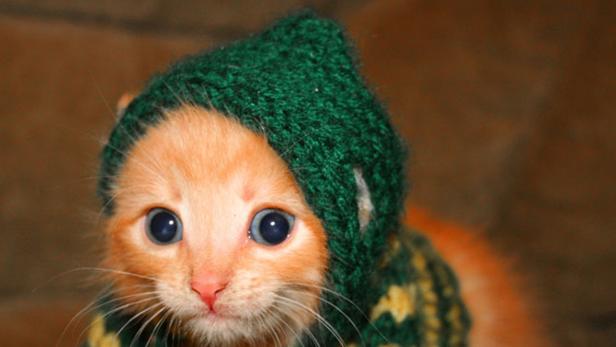 Ein orangefarbenes Kätzchen mit großen Augen trägt eine grüne Strickmütze.