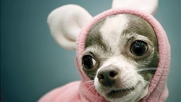 Ein Chihuahua trägt einen rosa Hasenkostümanzug mit Kapuze.