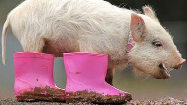 Ein Schwein steht hinter zwei schmutzigen, pinkfarbenen Gummistiefeln.