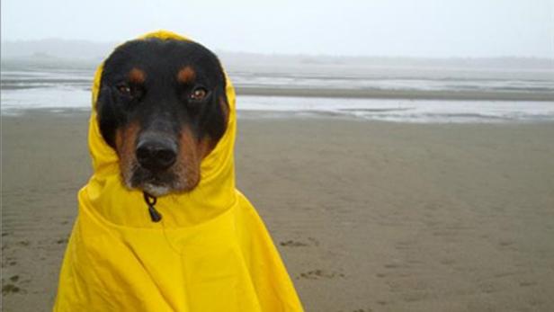 Ein Hund mit gelbem Regenmantel steht am Strand.