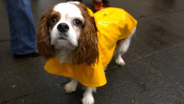 Ein Cavalier King Charles Spaniel trägt einen gelben Regenmantel.