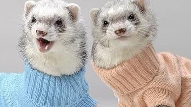 Zwei Frettchen tragen blaue und rosa Pullover.