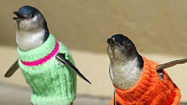 Zwei Zwergpinguine tragen gestrickte Pullover.