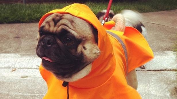 Ein Mops trägt einen gelben Regenmantel mit Kapuze.