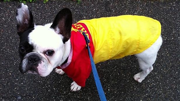 Eine Französische Bulldogge trägt einen gelb-roten Regenmantel und eine blaue Leine.