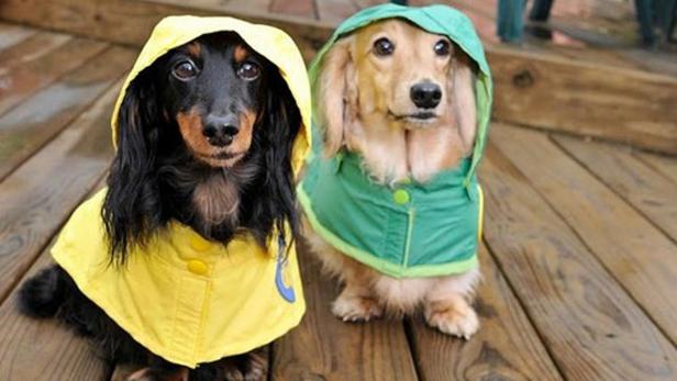 Zwei Dackel tragen Regenmäntel auf einer Holzterrasse.