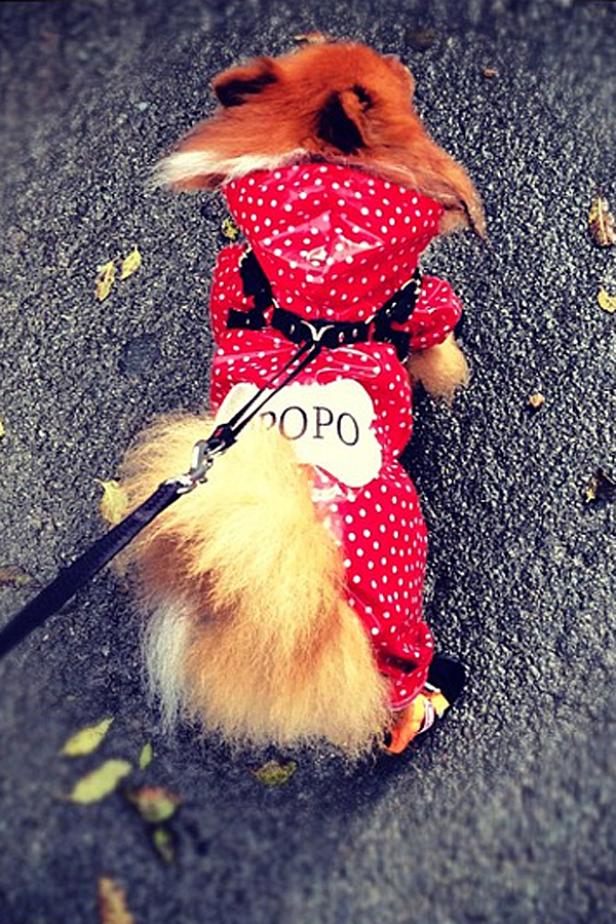 Ein Pomeranian-Hund trägt einen roten Regenmantel mit weißen Punkten und dem Namen „POPO“ darauf.
