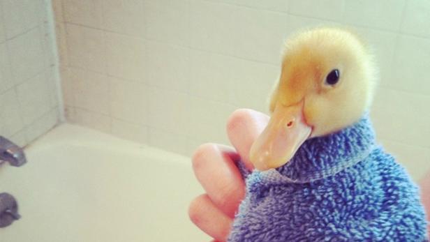 Ein gelbes Entchen ist in ein blaues Handtuch gewickelt.
