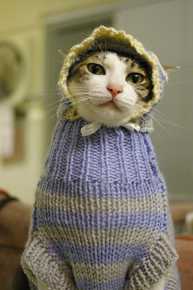Eine Katze trägt einen gestrickten Pullover und eine passende Mütze.