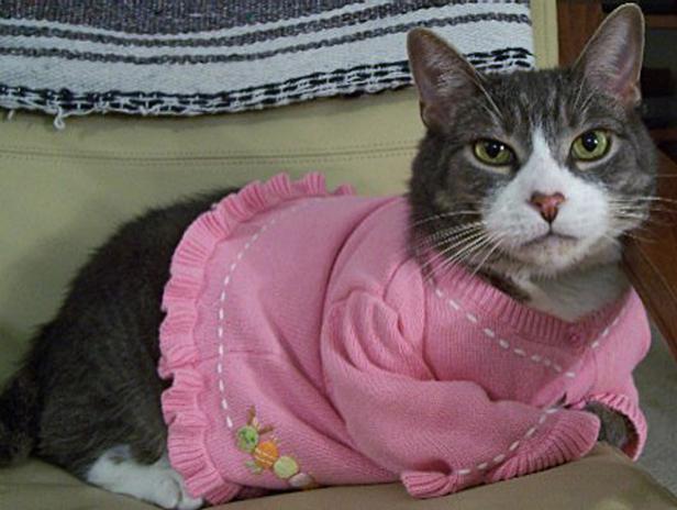 Eine graue Katze trägt einen rosa Cardigan mit Rüschen.