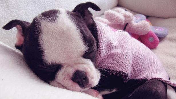 Ein Boston Terrier Welpe schläft in einem rosa Pullover neben einem Stofftier.