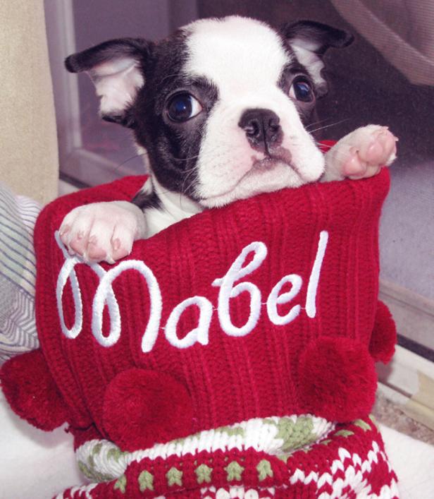 Ein Boston Terrier Welpe sitzt in einem roten, gestrickten Strumpf mit dem Namen „Mabel“.