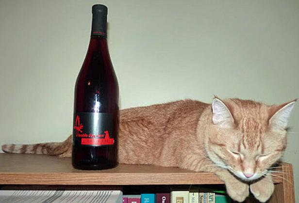 Eine rote Katze liegt neben einer Flasche Rotwein auf einem Bücherregal.