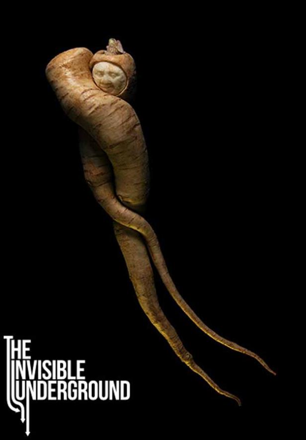 Eine stilisierte Ginsengwurzel mit einem geschnitzten Gesicht, möglicherweise ein Albumcover für „The Invisible Underground“.