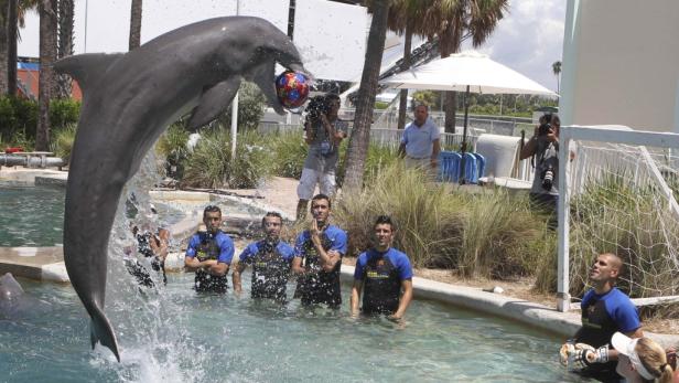 Ein Delfin springt aus dem Wasser und spielt mit einem Fußball vor einer Gruppe von Männern.