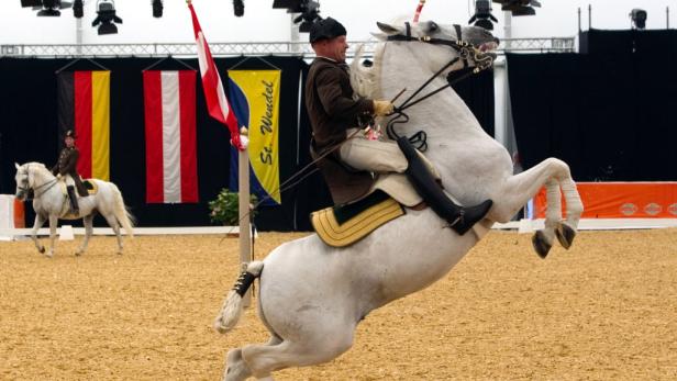 Ein Reiter auf einem weißen Pferd führt eine anspruchsvolle Dressurübung vor.