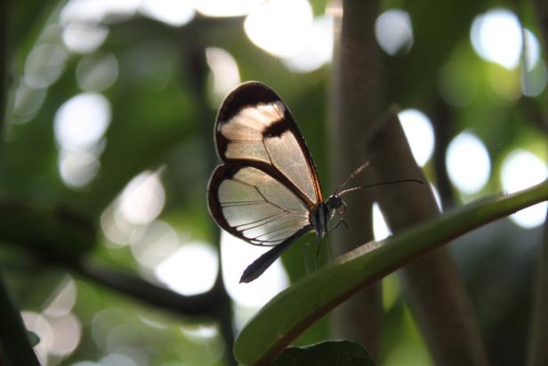 Ein Glasflügel-Schmetterling sitzt auf einem Blatt.