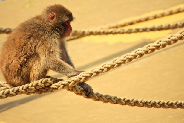 Ein Japanmakak sitzt auf einem dicken Seil.