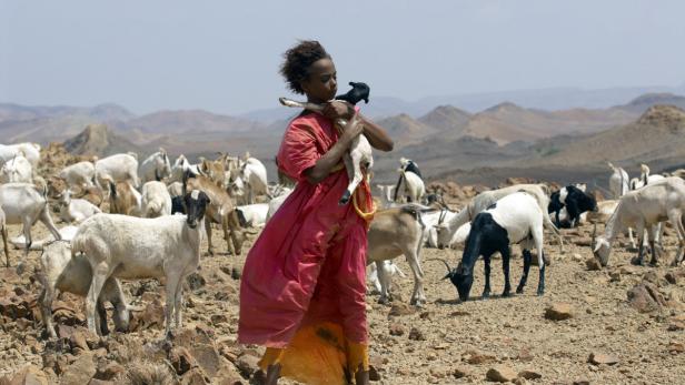 Ein Mädchen in einem roten Kleid hält ein Lamm inmitten einer Ziegenherde in einer trockenen Landschaft.