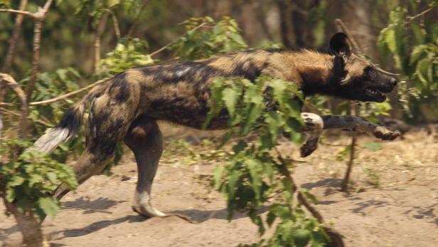 Ein Afrikanischer Wildhund rennt durch das Grasland.