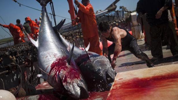 Sea Shepherd: Piraten für den guten Zweck