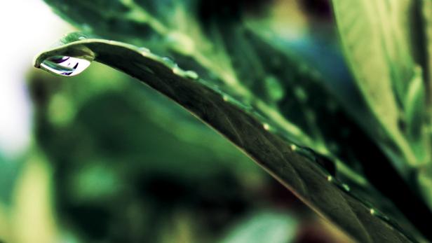 Ein Wassertropfen hängt an der Spitze eines grünen Blattes.