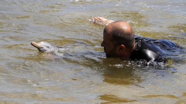 Ein Mann schwimmt mit einem Delfin im trüben Wasser.