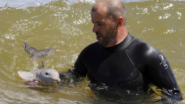 Ein Mann im Neoprenanzug hält einen jungen Delfin im Wasser.