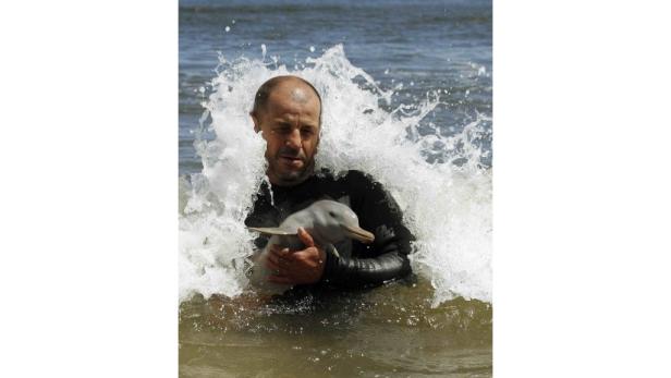 Ein Mann hält einen jungen Delfin im Arm, umgeben von Wasser und Gischt.