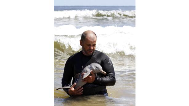 Ein Mann im Neoprenanzug hält einen jungen Delfin im Arm, während er im Meer steht.