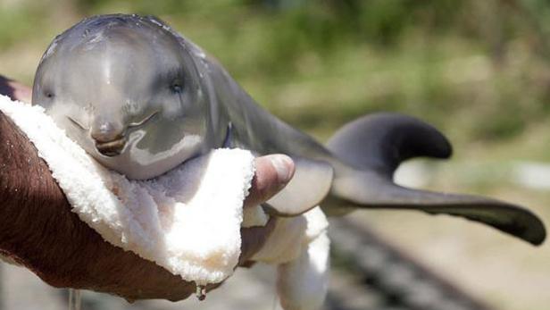 Ein Baby-Delfin wird in ein weißes Tuch gewickelt gehalten.
