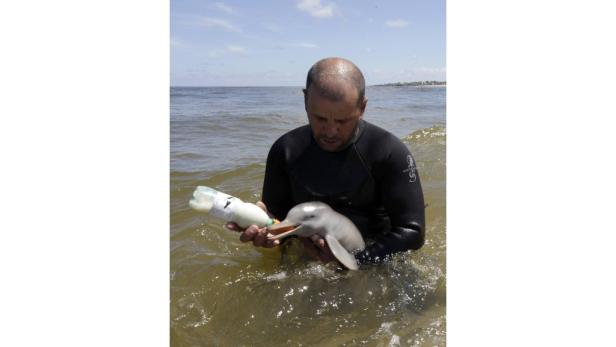 Ein Mann füttert einen jungen Delfin mit einer Flasche im Wasser.