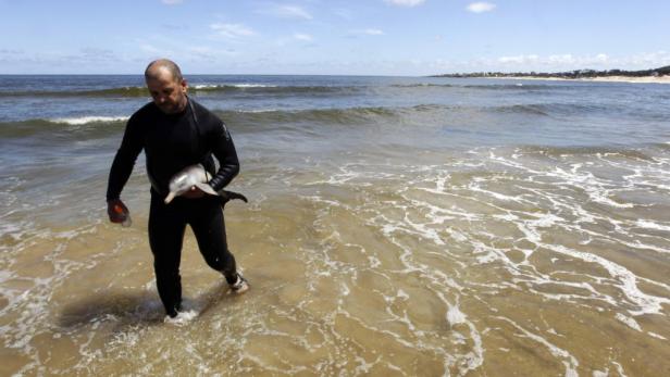 Ein Mann in einem Neoprenanzug trägt einen kleinen Delfin am Strand.