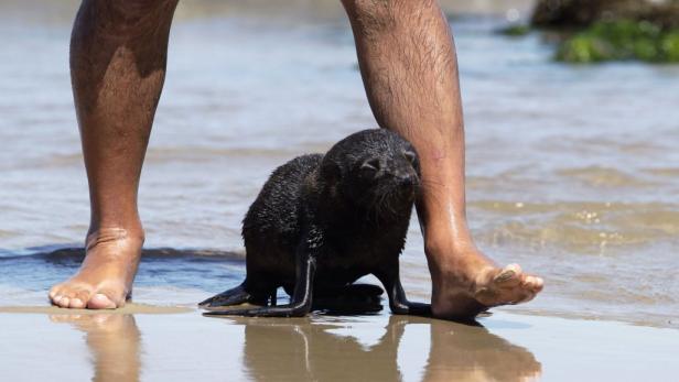 Ein Seehundwelpe sitzt am Strand neben den Füßen einer Person.