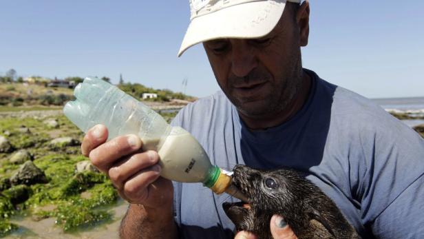 Ein Mann füttert ein Seehundbaby mit einer Plastikflasche.
