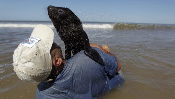 Ein Seehund sitzt auf dem Rücken eines Mannes im Wasser.