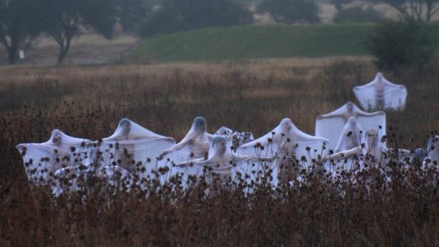Eine Gruppe von Menschen, gehüllt in weiße Tücher, steht auf einem Feld.
