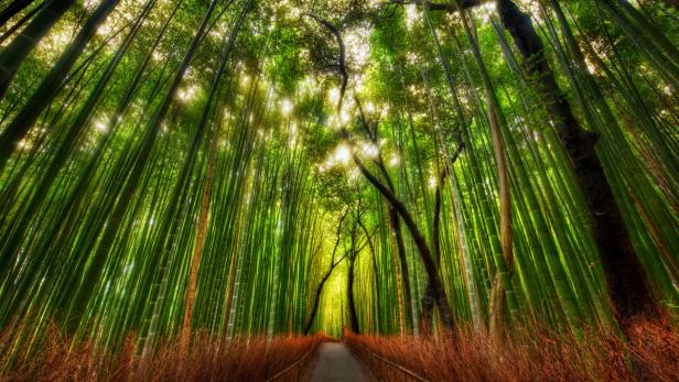 Ein Weg führt durch einen dichten Bambuswald, durch den Sonnenlicht scheint.